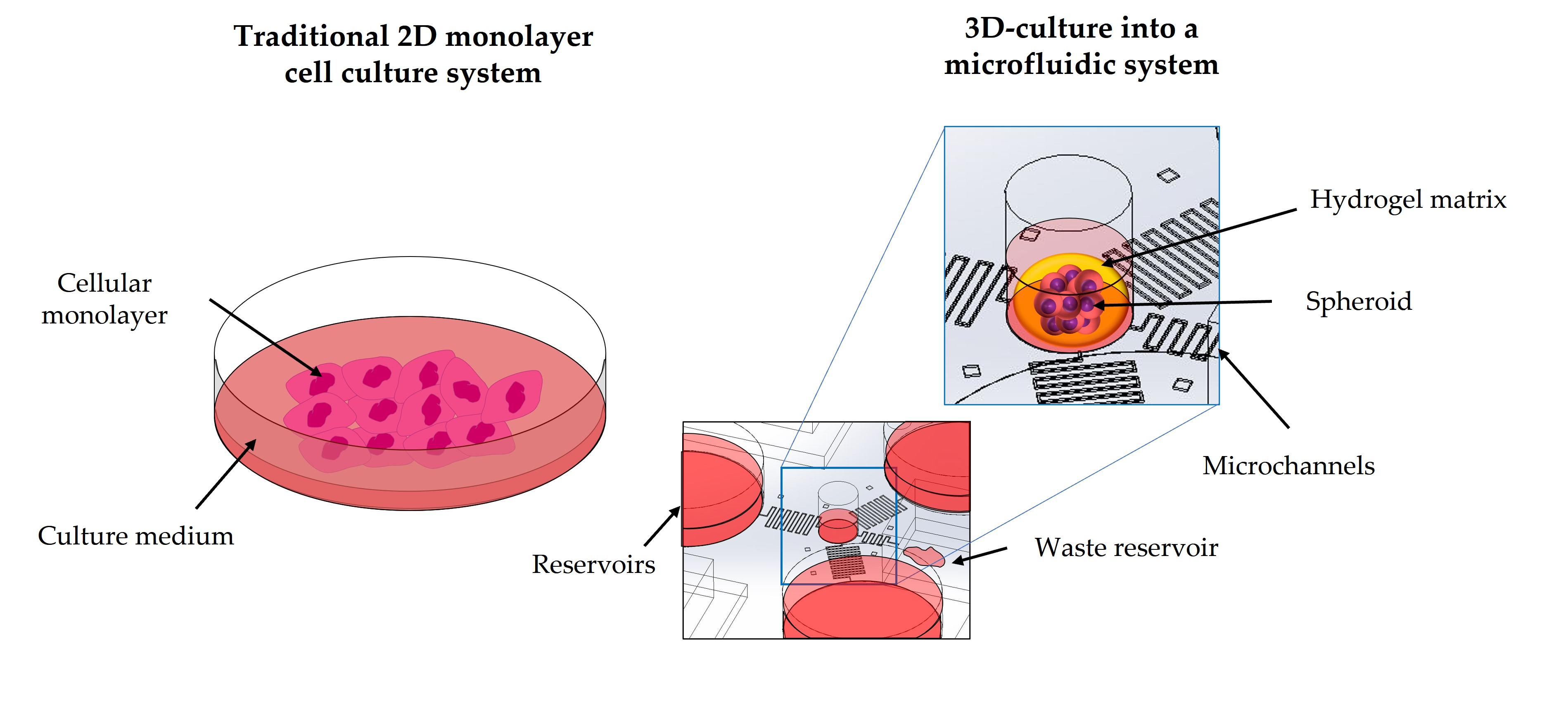 Microfluidics For 3D Cell And Tissue Cultures: Microfabricative And ...